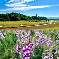 【臺北景點】古亭河濱公園花海，最佳休閒好去處