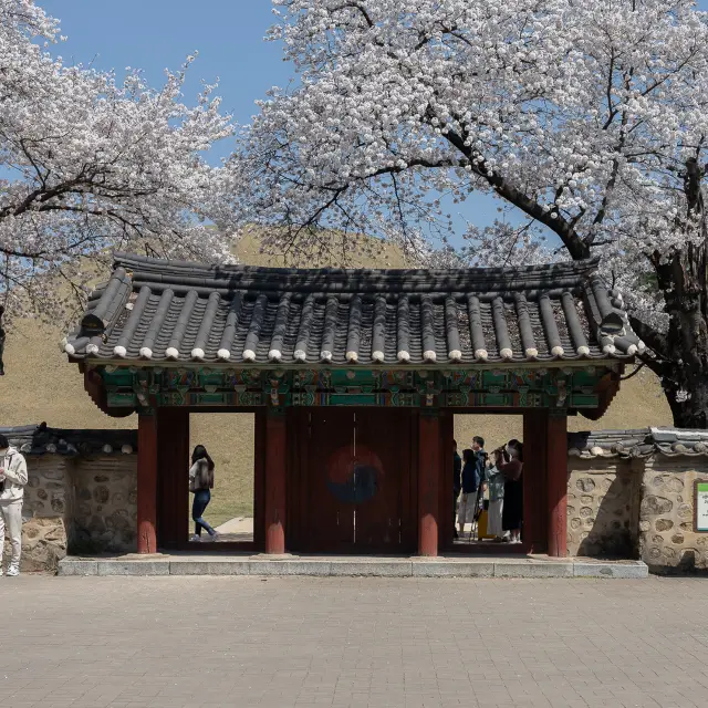 Gyeongju Cherry Blossom Spot Daereungwon.