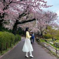 Rainy Cherry Blossom in Inokashira park