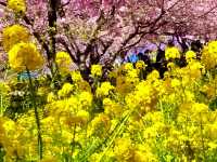 Cherry Blossoms Walking Path