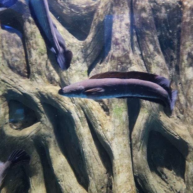 Sisaket Aquarium