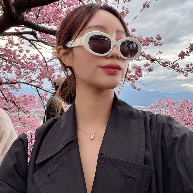 겨울에 피는 일본 도쿄 근교 카와즈 벚꽃 마츠리 축제🌸