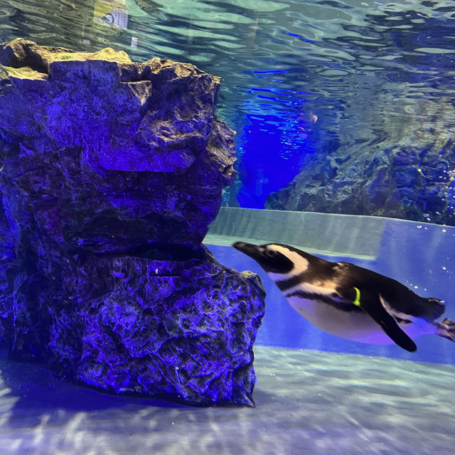 日本晴空塔水族館的企鵝好呆萌可愛😻