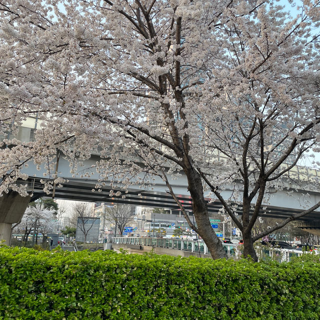 한산한 벚꽃 구경 스팟 추천 중랑장미공원💕