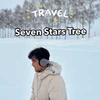 Seven Stars Tree 🌲 Biei