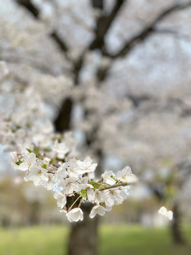 【2024年桜】満開前日の森ノ宮駅側