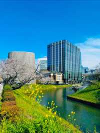 【東京・千鳥ヶ淵】王道!!大人気桜スポット