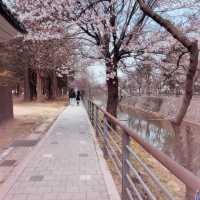 Seoul Cherry Blossoms:Seoul National Cemetery