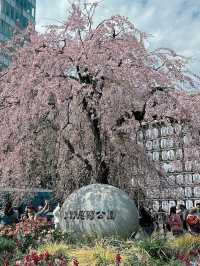 🌸2024【東京】上野恩賜公園：櫻花季，豐富文化體驗