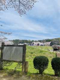 【奈良県】満開の桜と石舞台古墳を堪能！