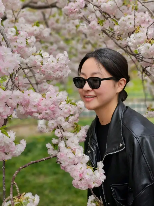 Enjoying Cherry Blossoms at Yuyuantan Park in Beijing