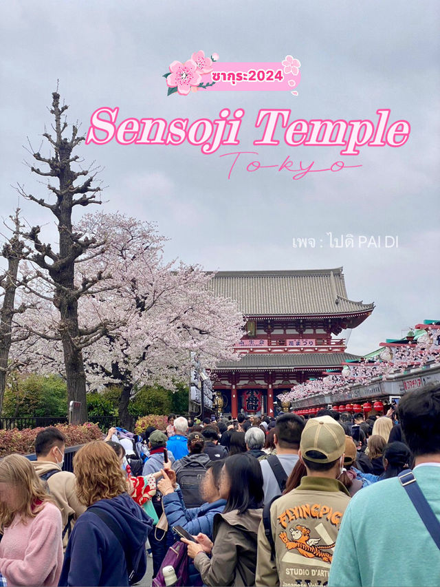 วัดเซนโซจิ หรือ วัดอาซากุสะ ในวันทีาซากุระบาน🌸