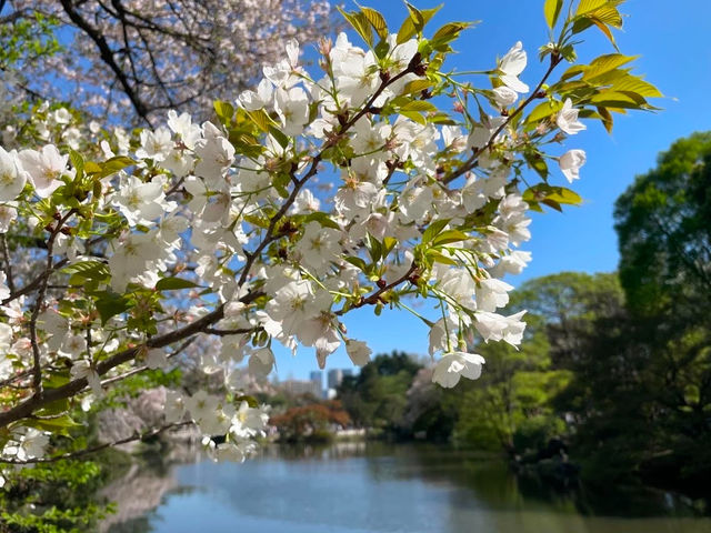 Shinjuku Gyoen National Garden