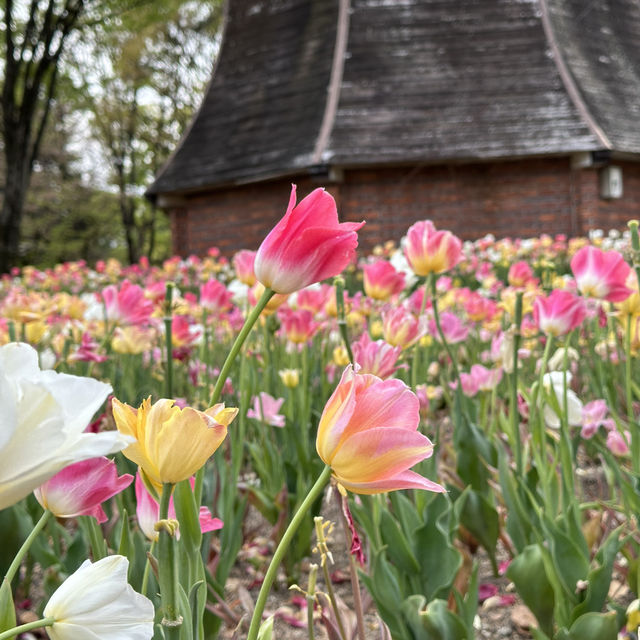 Flowering season at Nagoya 