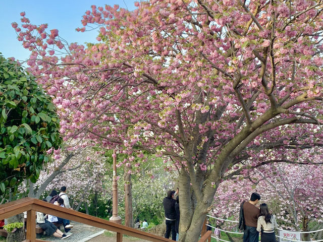 부산 겹벚꽃 제일 예쁜 민주공원🌸