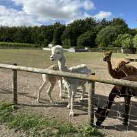 Family farm in London