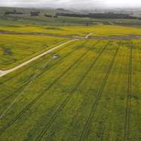 Canola field