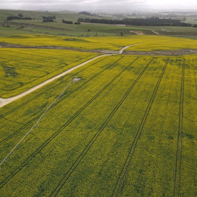 Canola field