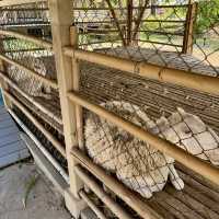 หล่อเลี้ยงฟาร์ม คาเฟ่ - Lhor Liang Farm!🐷