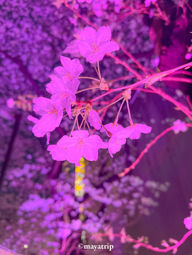 【東京】桜まつり / 色が移り変わるライトアップ