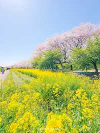 菜の花 / 桜の共演　ソメイヨシノ1キロ！【埼玉】