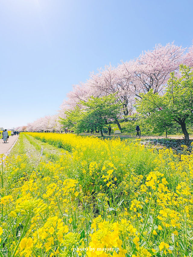 菜の花 / 桜の共演　ソメイヨシノ1キロ！【埼玉】