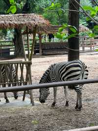 廣州市內親子遊第一推介❣️廣州動物園🥳