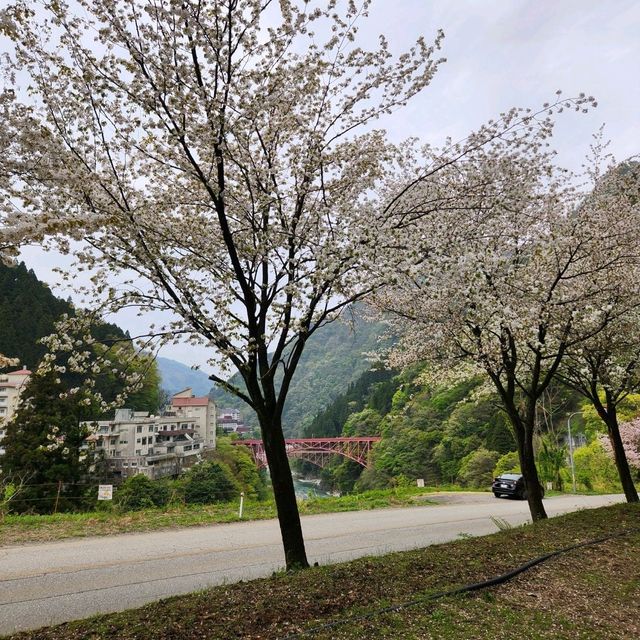 Sakura tree at Toyama