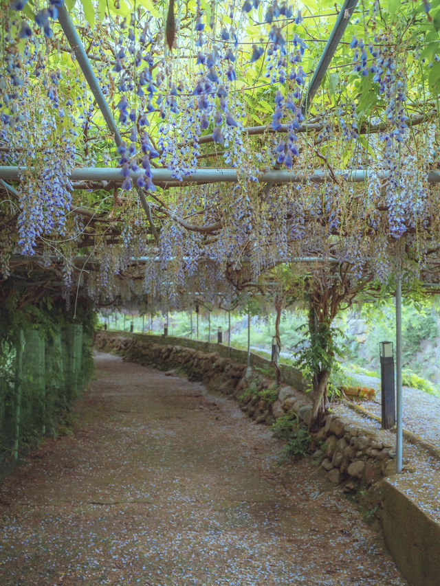 아직 유명해지지않은 보라색 등나무꽃 터널로 아름다운”물향기쉼터”