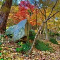 【佐賀観光】逆さ紅葉🍁は圧巻