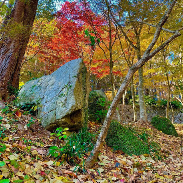 【佐賀観光】逆さ紅葉🍁は圧巻