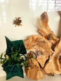 Buzzing with Fun: Exploring the Bee Farm and Insect World