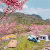 寶來花賞溫泉公園賞花