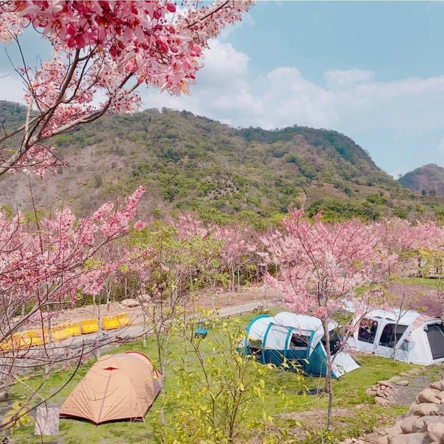 寶來花賞溫泉公園賞花