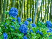 雲昌寺隱世繡球花花海