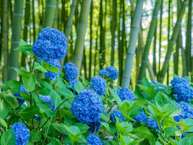 雲昌寺隱世繡球花花海