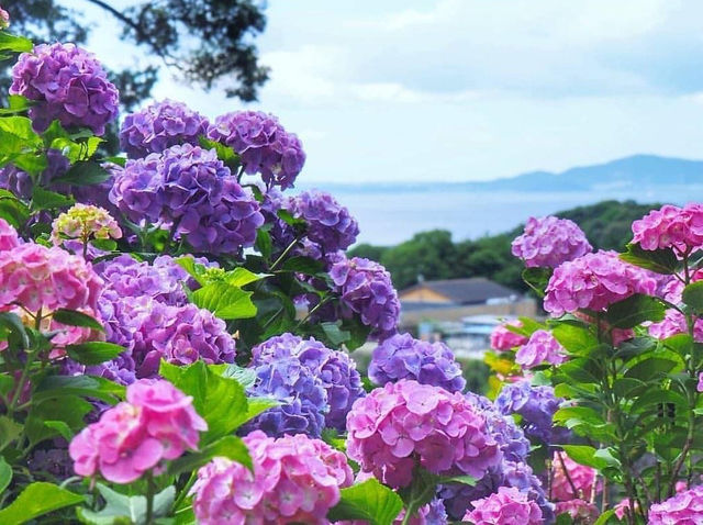 形原溫泉紫陽花故里