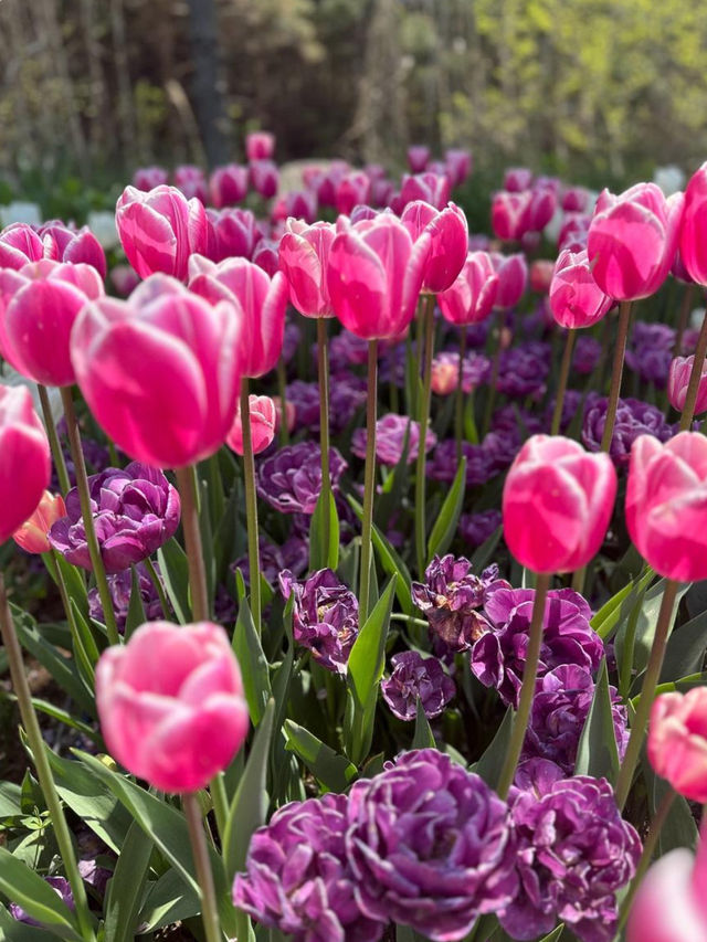 Taean Tulip Festival