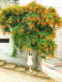 여름을 알리는 능소화🧡  