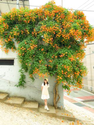 宣告夏天到來的凌霄花 