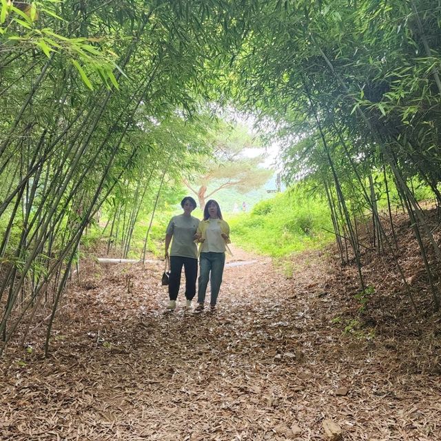 대한민국의 하롱베이~산과 물, 대나무숲, 바람, 야경, 와인동굴