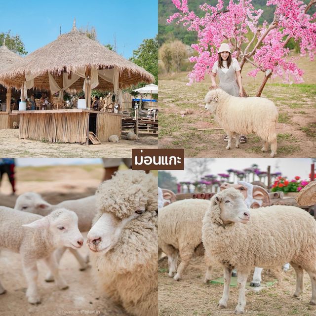 20 พิกัดที่เที่ยวเขาค้อ เพชรบูรณ์  