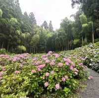 九州久留米千光寺的七千繡球花💐🌺🌸🌻🪻 