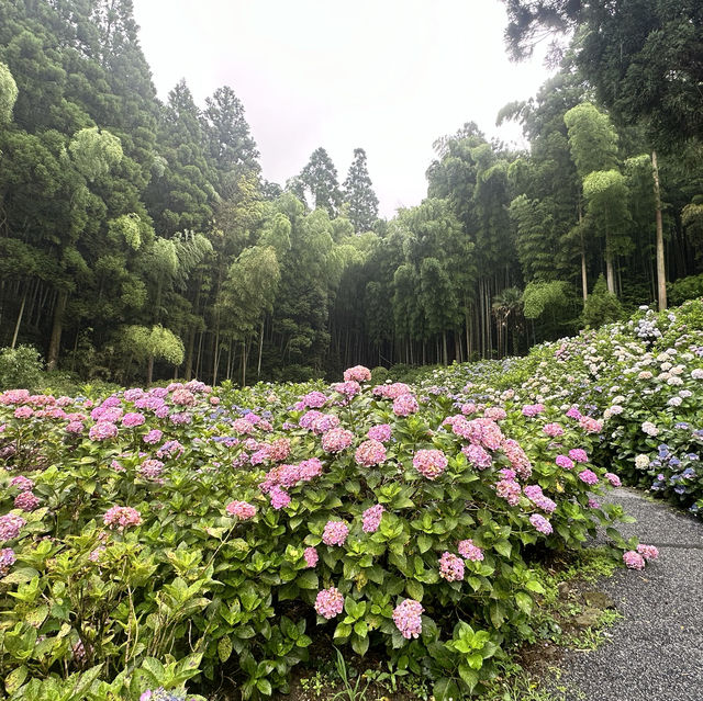 九州久留米千光寺的七千繡球花💐🌺🌸🌻🪻 