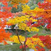 京都秋季賞楓親子遊指南：嵐山，南禪寺等賞楓好去處