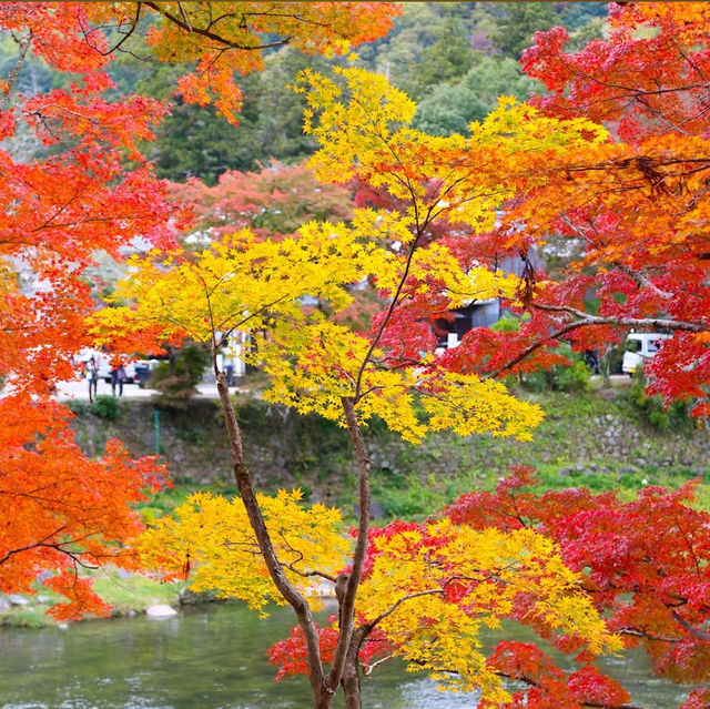 京都秋季賞楓親子遊指南：嵐山，南禪寺等賞楓好去處
