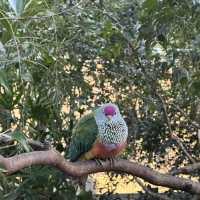 Australia Zoo