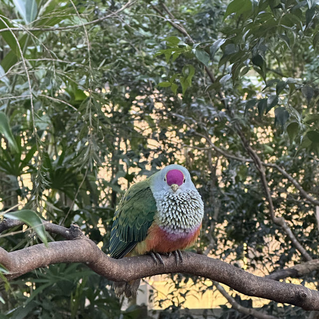 Australia Zoo