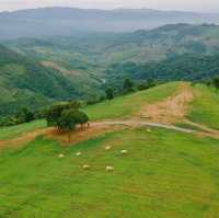 น่ารักเกินต้าน! Akha Farmville  🐑🌳