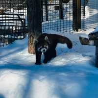 北海道旭山動物園